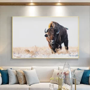 American Bison Wildlife