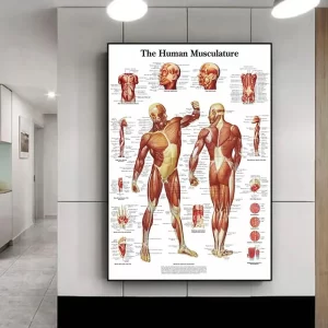 The Human Anatomy