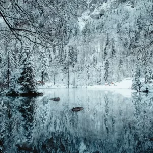 Fresh Snow